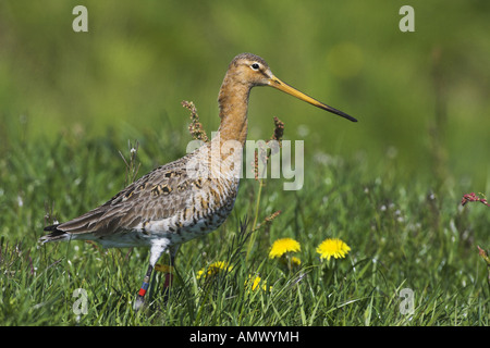 Uferschnepfe (Limosa Limosa), farbig beringt, Niederlande, Friesland Stockfoto