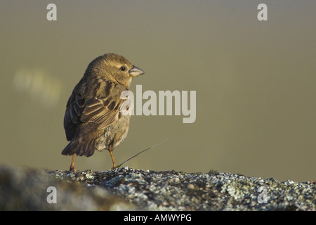 Spanische Sperling (Passer Hispaniolensis), Weiblich, Spanien, Extremadura Stockfoto