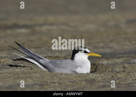 Zwergseeschwalbe (Sterna Albifrons), Zucht, Frankreich, Camargue Stockfoto