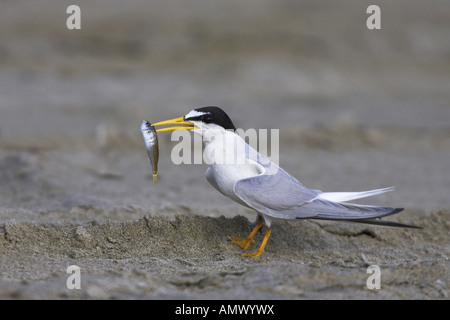 Zwergseeschwalbe (Sterna Albifrons), Männchen mit einem Fisch, Frankreich, Camargue Stockfoto