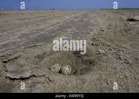 Zwergseeschwalbe (Sterna Albifrons), Kupplung, am Strand, Frankreich, Camargue Stockfoto