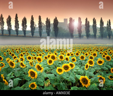 GB - LEICESTERSHIRE: Sonnenblumenfeld bei Breedon auf dem Hügel Stockfoto