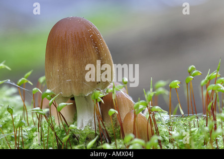 glitzernde Inkcap (Coprinus Micaceus), Fruchtkörper zwischen Moos, Deutschland, Nordrhein-Westfalen Stockfoto