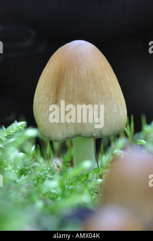 glitzernde Inkcap (Coprinus Micaceus), Fruchtkörper zwischen Moos, Deutschland, Nordrhein-Westfalen Stockfoto