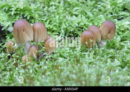 glitzernde Inkcap (Coprinus Micaceus), Fruchtkörper zwischen Moos, Deutschland, Nordrhein-Westfalen Stockfoto