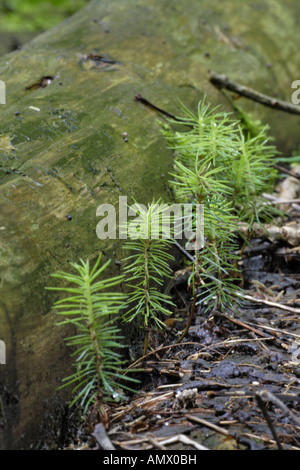 Gemeine Fichte (Picea Abies), Keimlinge, Deutschland, Bayern, Allgäu Stockfoto