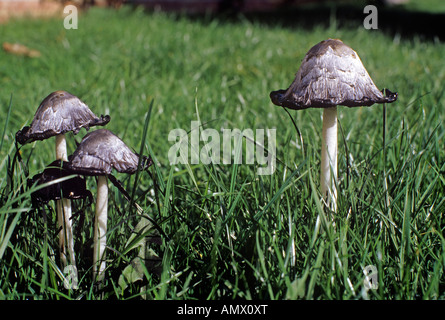 Shaggy Tinte Cap Pilze Coprinus comatus Stockfoto