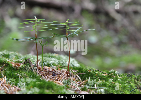 Gemeine Fichte (Picea Abies), Keimlinge, Deutschland, Bayern, Allgäu Stockfoto
