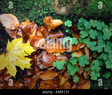 DETAIL der Natur: Klee und Herbstlaub Stockfoto