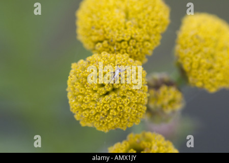 gemeinsamen Rainfarn (Tanacetum Vulgare, Chrysanthemum Vulgare), Blütenstände mit Exuvia True bug Stockfoto