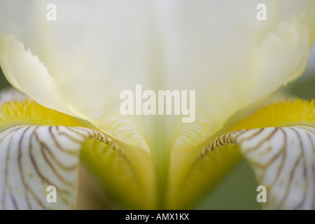 Fleur (Iris spec.), Blume detail Stockfoto