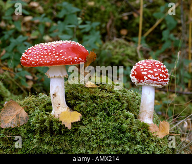 Pilze: Pilze Fliegenpilz (Lat: Amanita Muscaria) Stockfoto