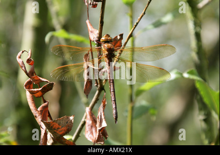 Braun Aeschna Hawker Libelle Aeschna Grandis, Anisoptera Odonata Stockfoto