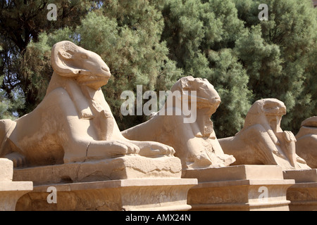 RAM-Statuen im Tempel von Karnak, Luxor, Ägypten, Luxor Stockfoto