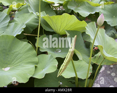 Ost-indischen Lotus (Nelumbo Nucifera), Blätter und Blütenknospe Stockfoto