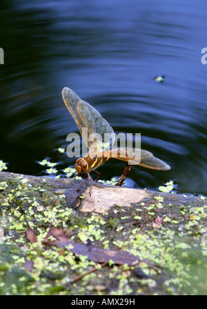 Braun Aeschna Hawker Libelle Aeschna Grandis, Anisoptera, Odonata Stockfoto