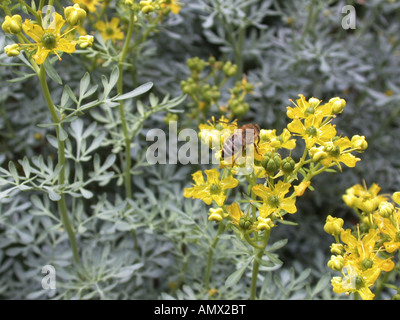 gemeinsamen Rue (Ruta Graveolens), Blumen mit Biene Stockfoto