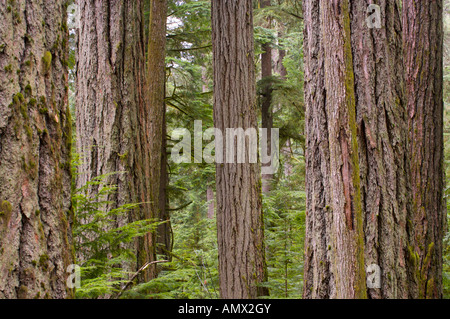 Cathedral Grove im MacMillan Provincial Park auf Vancouver Island, British Columbia, Kanada, Nordamerika. Stockfoto