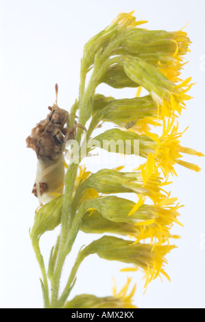 Gezackte Ambush Bug (Phymata sp) Beute auf Goldrute Blüten warten. Stockfoto