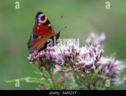 Tagpfauenauge, Inachis Io, Nymphalidae, Fütterung auf Hanf Agrimony, Eupatorium Cannabinum, Asteraceae Stockfoto