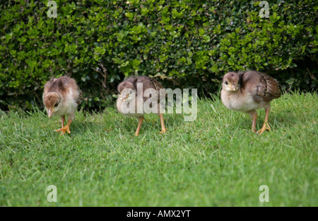 Drei Küken Pfau, Pavo cristatus Stockfoto