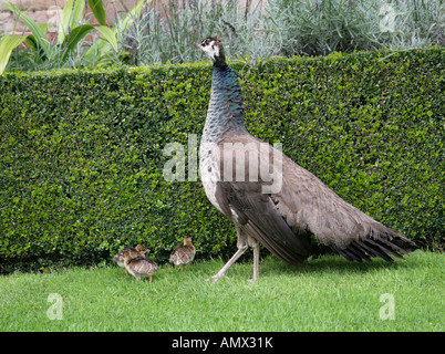 Solche mit drei Küken, Pavo cristatus Stockfoto