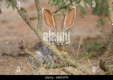 Antilope Jackrabbit Lepus Alleni Oracle Pinal County Arizona USA 23 Juli Erwachsenen Leporidae Stockfoto