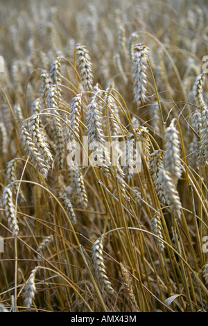 Weizen, Triticum SP. landwirtschaftliche Nutzpflanze Stockfoto