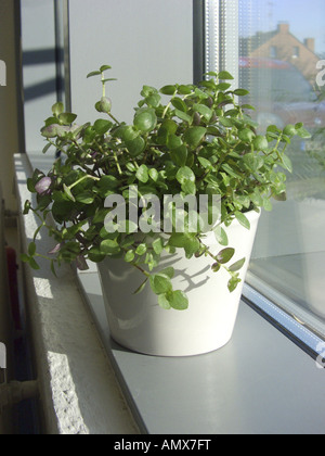 Schildkröte Rebe (Callisia Repens), Topfpflanzen Pflanzen auf der Fensterbank Stockfoto