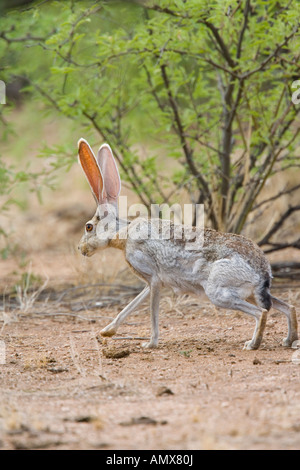 Antilope Jackrabbit Lepus Alleni Oracle Pinal County Arizona USA 23 Juli Erwachsenen Leporidae Stockfoto