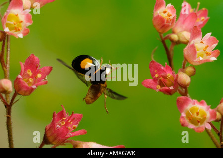 Nahaufnahme von Asian Lady Beetle (Harmonia Axyridis) schwebt über Blume Stockfoto