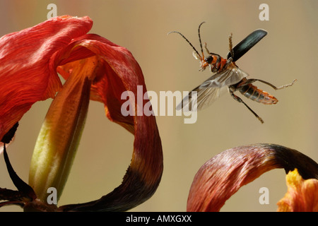 Nahaufnahme der Soldat Käfer schwebt über Blume Stockfoto