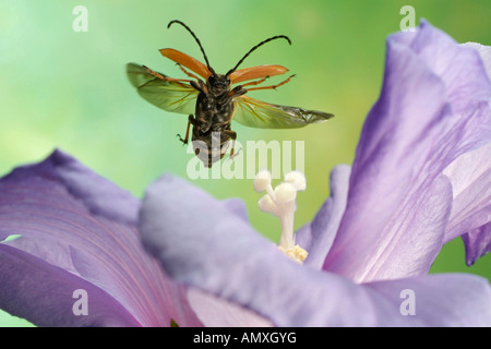 Nahaufnahme des Longhorn Beetle (Leptura Rubra) schwebt über Blume Stockfoto