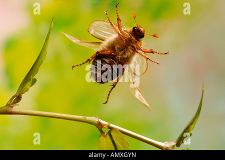 Nahaufnahme der Sommer Chafer (Amphimallon Solstitiale) fliegen über Pflanze Stockfoto