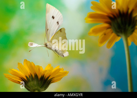 Nahaufnahme der kleine Kohlweißling (Pieris Rapae) Schmetterling schwebt über Blume Stockfoto