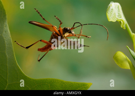 Nahaufnahme der Ziege Käfer fliegen über Blatt Stockfoto