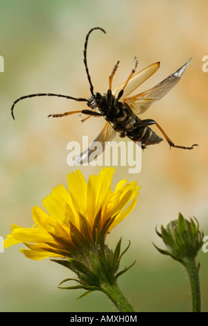 Nahaufnahme des Longhorn Beetle (Leptura Rubra) schwebt über Blume Stockfoto