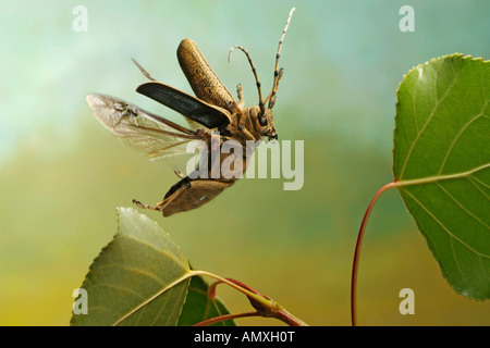 Nahaufnahme der Pappel Laubholzbockkäfer (Saperda Carcharias) schwebt über Anlage Stockfoto