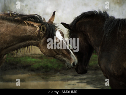 Zwei polnische Huzule-Pferde spielen, kuscheln miteinander Stockfoto