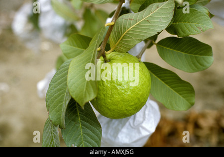 Reife Perle Guave auf Baum Stockfoto