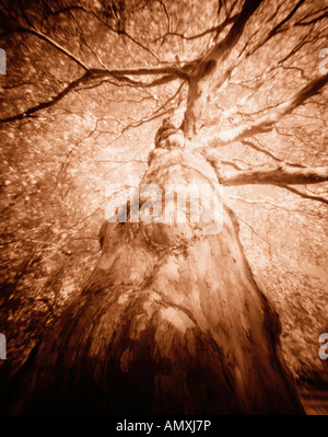 Niedrigen Winkel Aussicht über Baum im Wald Stockfoto