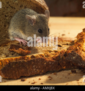 Nahaufnahme der Maus Brot essen Stockfoto