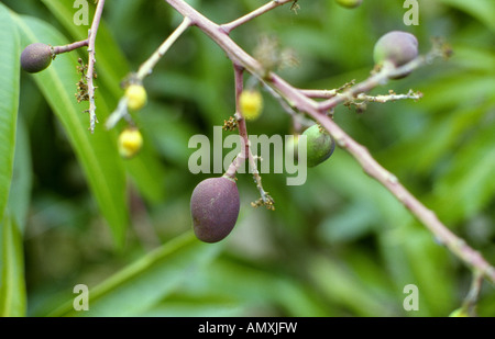 am Baum reifen Mangos Stockfoto