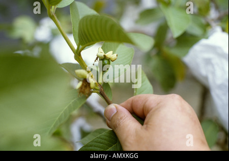 junge Perle Guave-Frucht am Baum Stockfoto