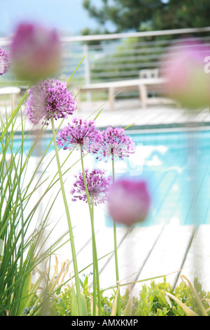 Nahaufnahme der Schnittlauch Blumen Stockfoto