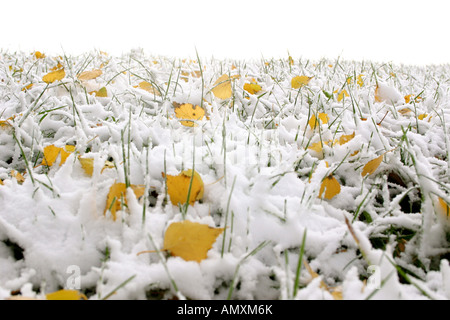 Nahaufnahme von Schnee und Herbst Blätter auf Rasen Stockfoto