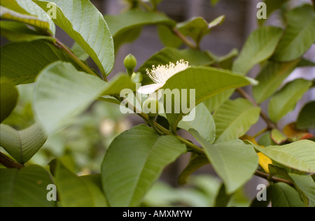 Perle Guave Blüte mit jungen Frucht am Baum Stockfoto