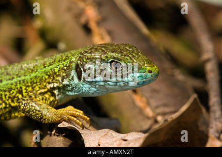 Nahaufnahme des westlichen grüne Eidechse (Lacerta Bilineata) Stockfoto