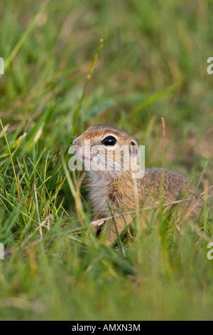 Nahaufnahme der Europäische Ziesel (Spermophilus Citellus) im Feld Stockfoto