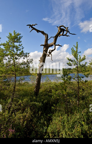 See, umgeben von Bäumen, Schweden Stockfoto
